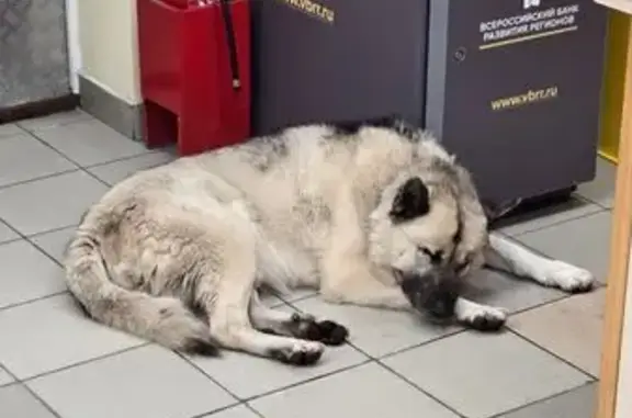 Найдена собака, Одинцово, фото: Собака найдена: Киевское шоссе, Москва