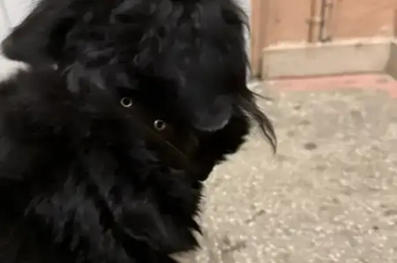 Найдена собака, Челябинск, фото: Найдена собака, ул. Игуменка, Челябинск