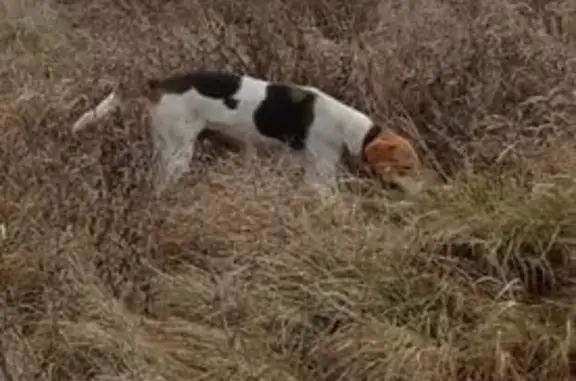 Пропала русская гончая в Ульяновском - photo