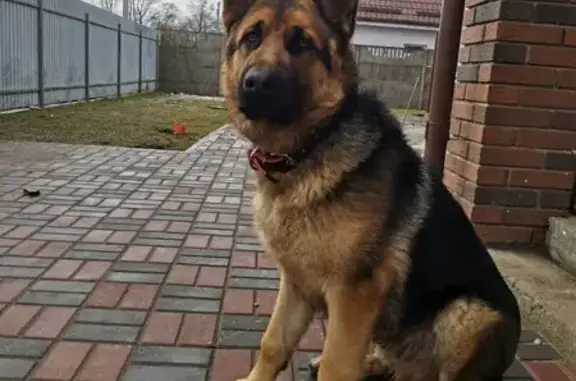 Пропала овчарка, ул. Лейтенанта Катина, 105 - photo