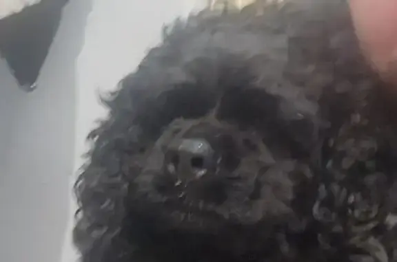 Найдена собака, Слизнево, фото: Найдена собака в районе Слизнево, Красноярск