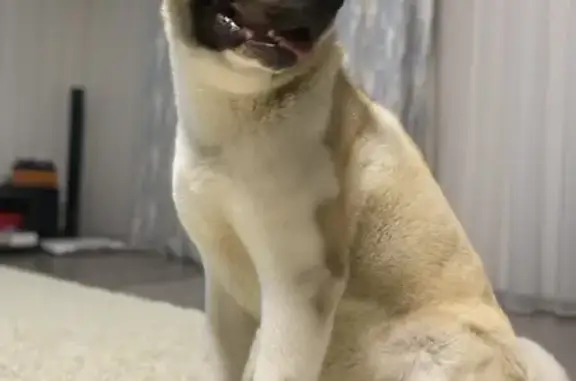 Пропала собака, Рождественская ул. 28 - photo