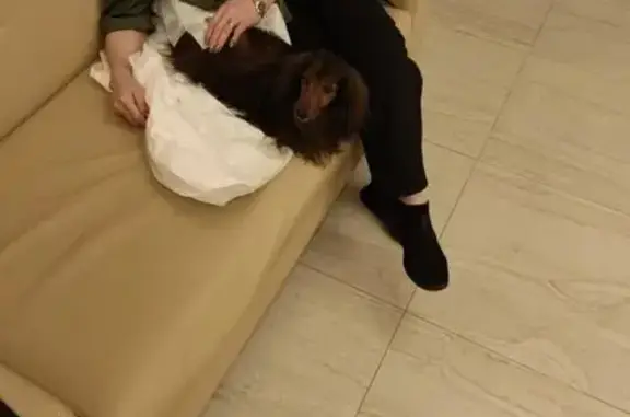 Найдена собака, Малаховка, фото: Найдена такса на ул. Пушкина, 14, Малаховка