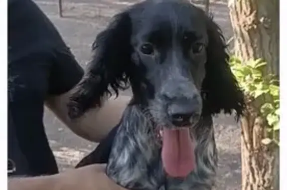 Пропала собака, Маяковского 13, Красноярск - photo