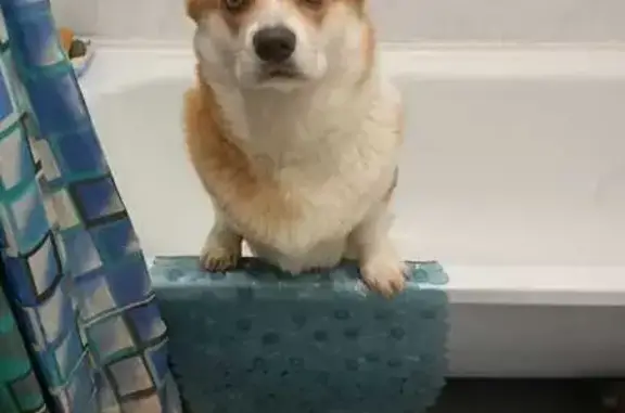 Пропала собака, Ногинск - photo