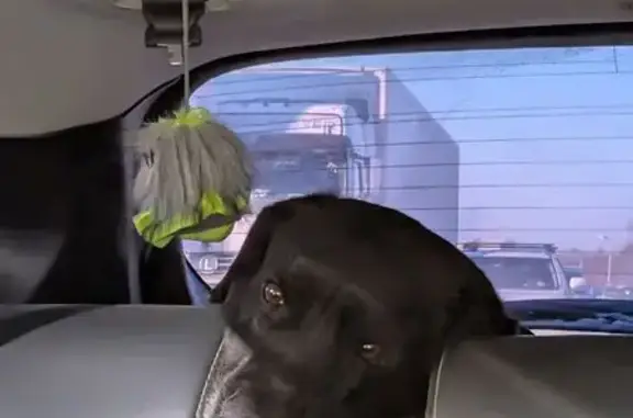 Пропала собака, ул. Гагарина 11Б, Хабаровск - photo