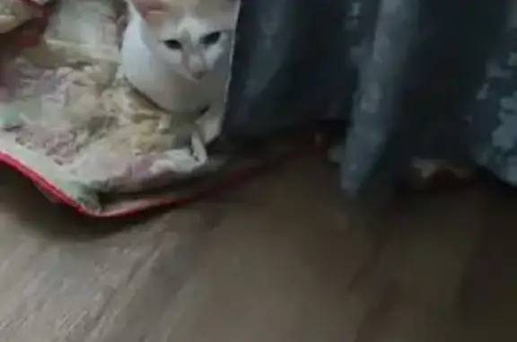 Найдена кошка, Чебоксары, фото: Кошка найдена у магазина, Чебоксары