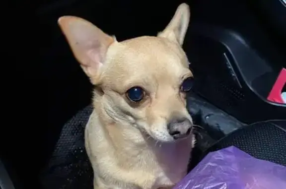 Найдена собака на ул. Емельянова, Калининград - photo