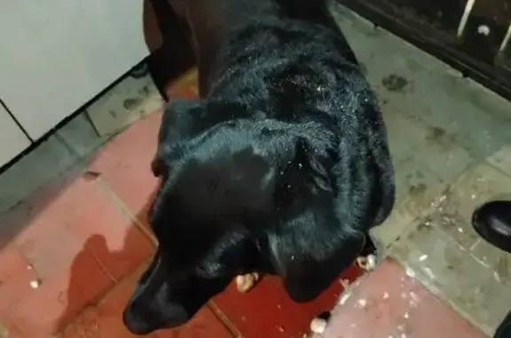 Найдена собака, Кострома, фото: Собака найдена: Тихая ул, 26, Кострома