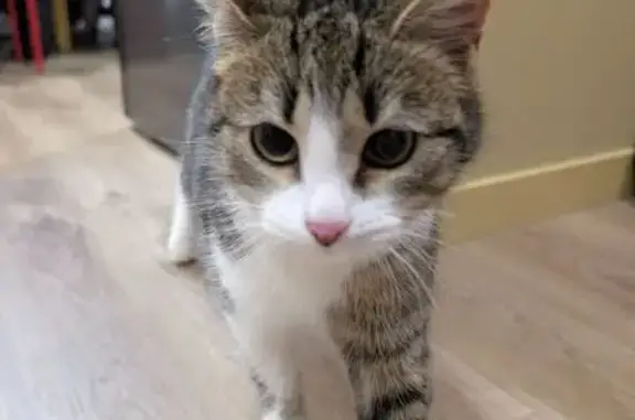 Найдена кошка, Чебоксары, фото: Кошка найдена у детсада, Баумана 3/25