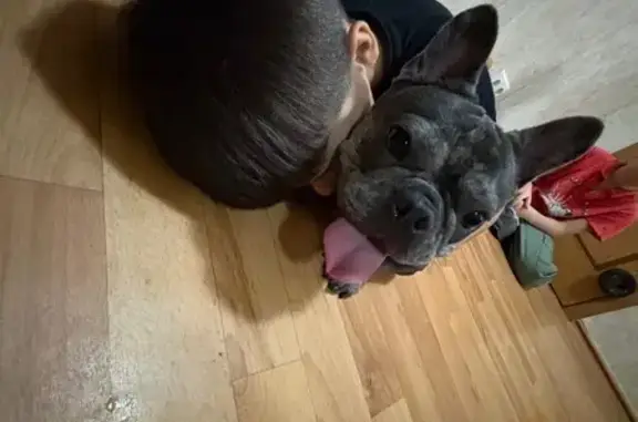 Пропала собака, 16 Знамя Октября - photo