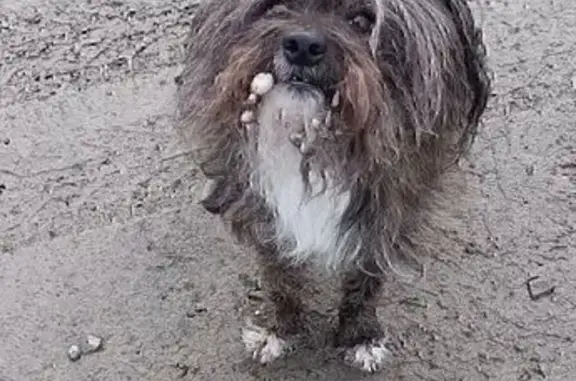 Пропала собака, ул. Сулажгорского Кирпичного - photo