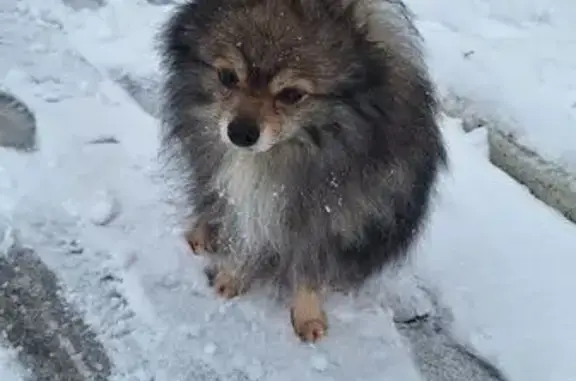 Пропал шпиц, Новосёлов 34 к2, Рязань - photo