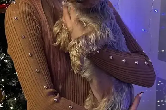 Пропала собака, ул. 50-летия ВЛКСМ, 4А - photo