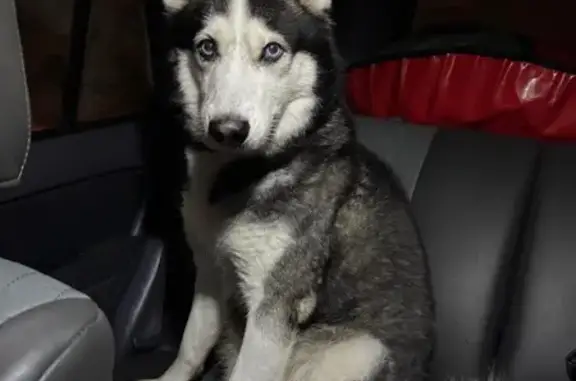 Собака найдена на Лучистой в Хабаровске - photo