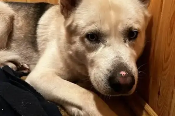 Найдена собака, Полевской, фото: Найдена собака на ул. Кузнецова, Полевской