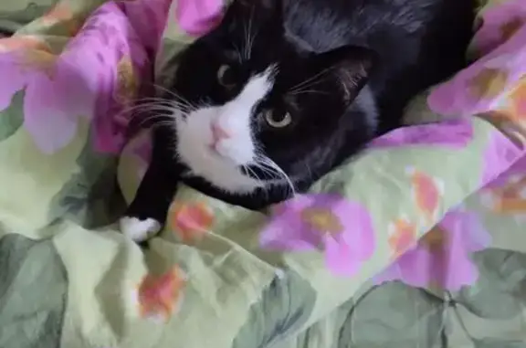 Пропала кошка, Краснополянская ул., Москва - photo