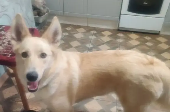 Пропала собака, ул. Свердлова, 79, Кострома - photo