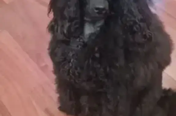 Пропала собака, Ленсовета 80, СПб - photo