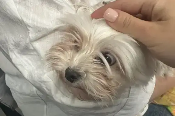 Найдена собака, Калининград, фото: Собака найдена в Шатрово, Калининградская