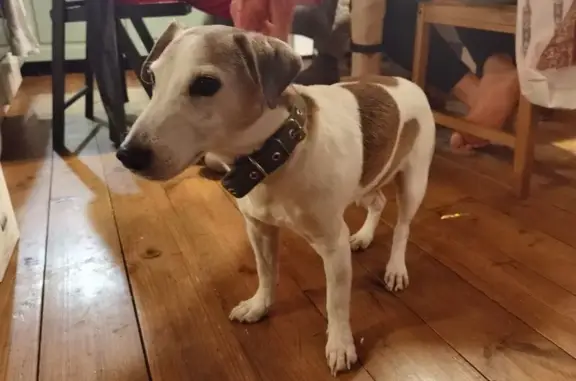 Найдена собака, Бережки, фото: Собака найдена в СНТ Вязьма, Бережки