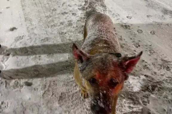 Найдена собака, Екатеринбург, фото: Найдена собака, Екатеринбург, ТЭЦ