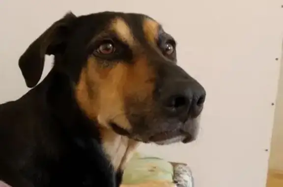 Пропала собака в Уфе, район аграрного университета - photo