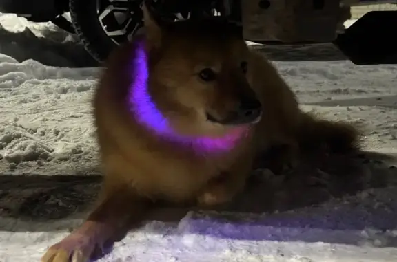 Найдена собака, Киров, фото: Найдена собака, ул. Молодой Гвардии 90