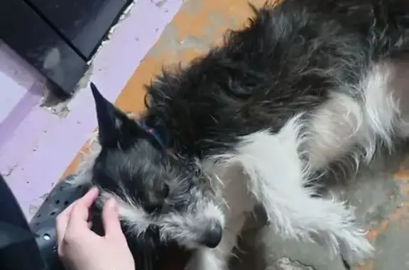 Найдена собака, Сарапул, фото: Собака найдена: ул. Куйбышева, Сарапул