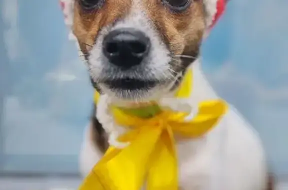 Пропала собака на Дунайском проспекте - photo