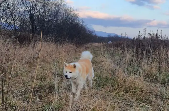 Пропала собака, Южно-Сахалинск, Весенняя 28 - photo