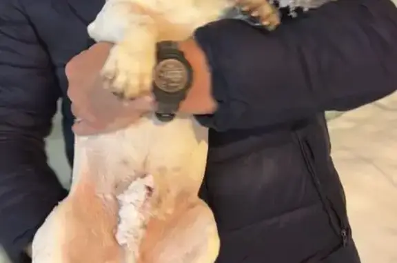 Найдена собака, Дмитров, фото: Найдена собака: Джек рассел, Дмитров 19