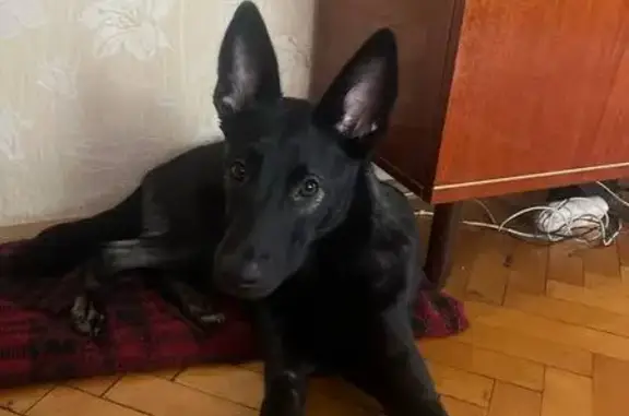 Пропала собака, ул. Вавиловых, СПб - photo