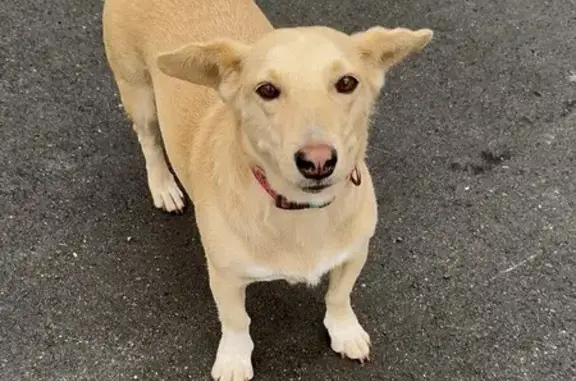 Пропала собака, ул. Фесюна, 22, Владивосток - photo