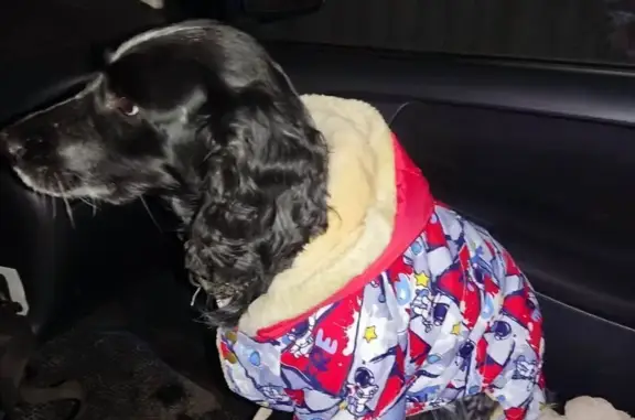 Пропала собака, 1-й мкр. Пугачева Е.И. - photo