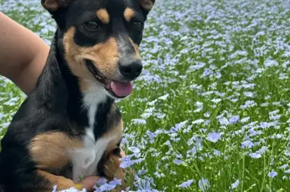 Пропала собака, ул. Худайбердина 91, Стерлитамак - photo