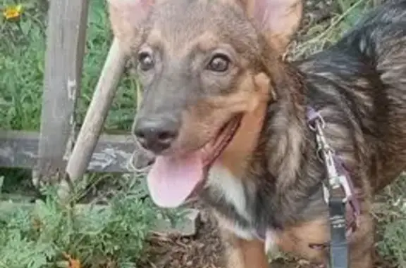 Пропала собака, Советская ул., Новотроицк - photo