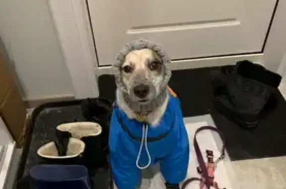 Пропала собака, ул. Красных Зорь, 33А - photo