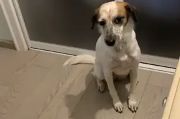 Собаки потеряшки, Москва, фото: Потеряшка собака, ул. Красных Зорь, 33А