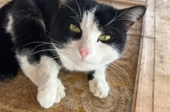 Пропала кошка, ул. Бажова, Южный Урал - photo