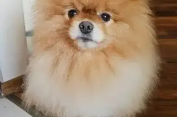 Пропала собака, ул. Татищева 82, Екб - photo