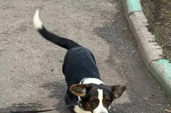 Пропала собака Рони, Открытое шоссе 26к10 - photo