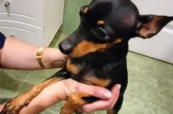 Найдена собака, Тула, фото: Той-терьер найден на ул. Огарёва, Тула