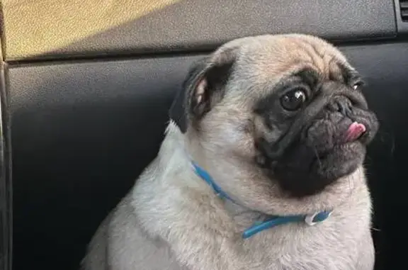 Пропала собака, ул. Тухачевского, Ставрополь - photo