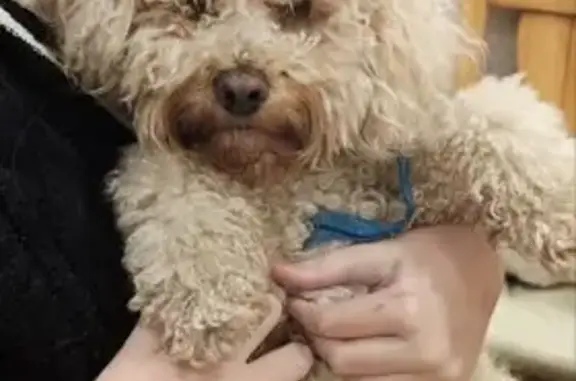 Пропал пудель Тедди, ул. Тенистая Аллея - photo