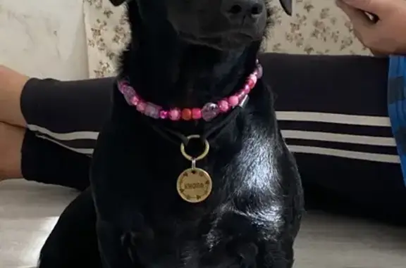 Пропала собака, Холтобино, Тульская обл. - photo