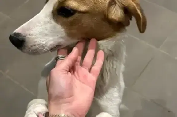 Найдена собака, Волгоград, фото: Собака найдена: Навлинская 34, Волгоград