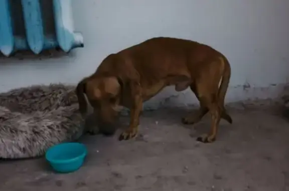 Объявления о пропавших и найденных животных, Комсомольск-на-Амуре, фото: Собака найдена: Ленинградская 21/2