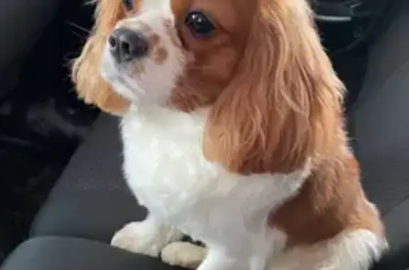 Пропала собака, Графская ул. 11, Мурино - photo