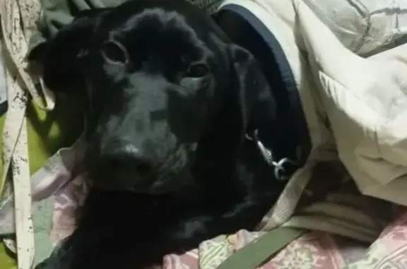 Собака найдена: ул. Ленина, 27, Яуши - photo